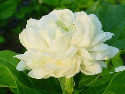 ชื่ออื่นๆ:มะลิลา มะลิซ้อน มะลิขี้ไก่ มะลิป้อม เตียมูน. Jasmine ดอกมะลิ > Blog: looktal522