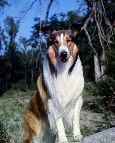 Lassie Famous Rough Collie Movie Star Dog Poses In Woodland 8x10 Inch