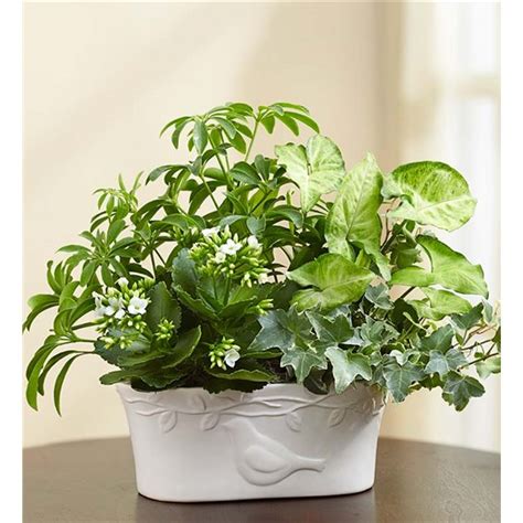Maybe you would like to learn more about one of these? 1-800-FLOWERS® SYMPATHY DOVE DISH GARDEN | COSTA MESA, CA