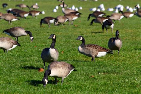 Canada Geese Goose Control How To Get Rid Of Geese In Virginia