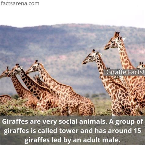 15 Fun Facts About Giraffes That Will Leave You Amazed Giraffe Facts