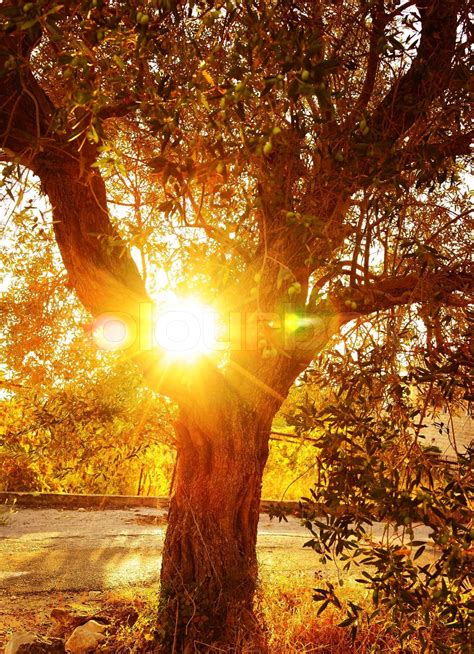 Sun Ray Through Autumnal Foliage Stock Image Colourbox