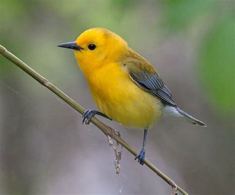 Yellow Bird In Texas Birdlf