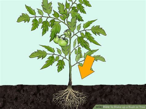 3 Ways To Stake Up A Bush Or Tree Wikihow