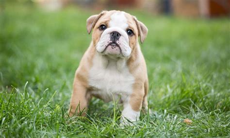Bulldog Breed Traits Care Health And History Bechewy