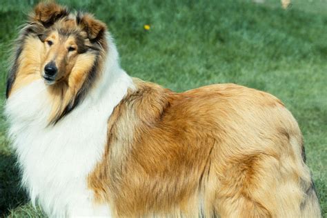‘lassie Dog Breed At Risk Of Dying Out As Numbers Fall The Independent