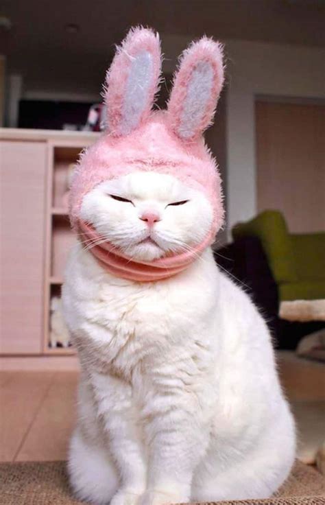 Cat With Rabbit Ears Cute Cats In Hats