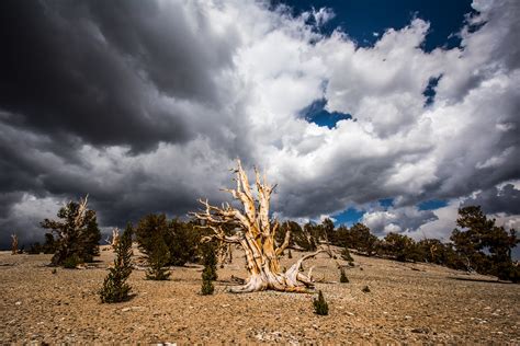 Ancient Bristlecone Pine Forest Bishop Lone Pine Californi Flickr