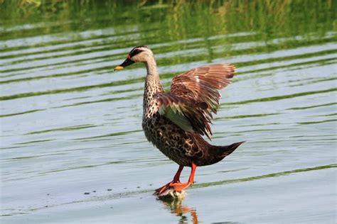 The pond must be designed to provide enough water to the stream and. Spot Billed Duck inside Shade grown Ecofriendly Coffee ...