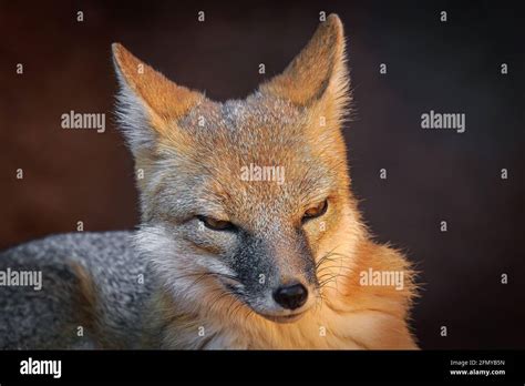 Swift Fox Vulpes Velox In The Oklahoma City Zoo Stock Photo Alamy
