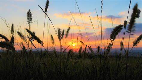 Grass Field Sunset Nature 4k Hd Wallpaper