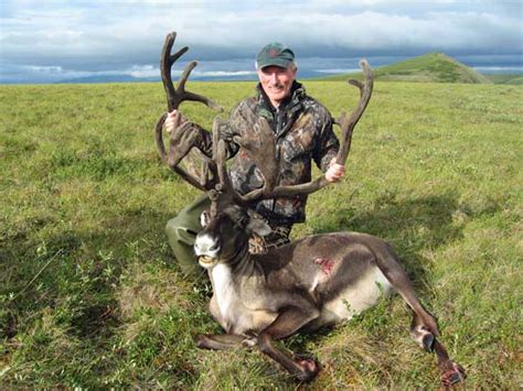 Caribou Hunting Photo Gallery Arctic North Guides