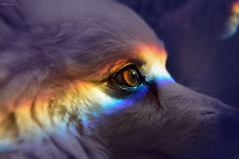 Rainbow Dog Felicia Brenning Flickr
