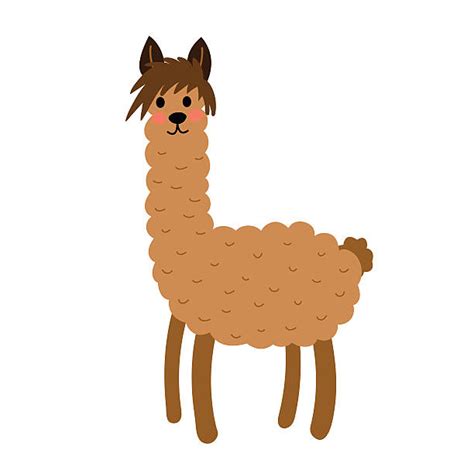 Best Smiling Llama Backgrounds Illustrations Royalty Free Vector
