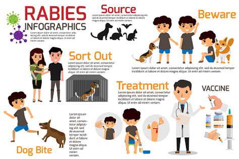 Rabies Infographics Illustration Of Rabies Describing Symptoms And Medications Or Vaccine Vector