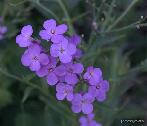 Small Purple Flower Cluster By Photosbycoleen Redbubble