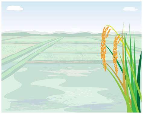 Rice Plant With Paddy Field Stock Vector Illustration Of Field