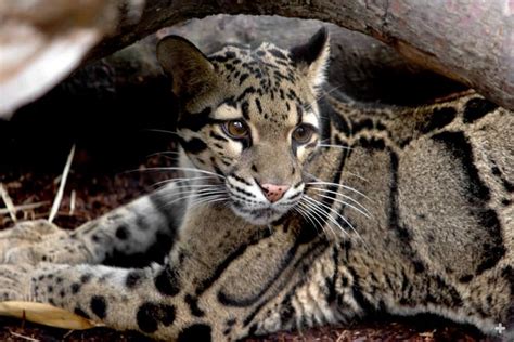 Clouded Leopard San Diego Zoo Animals And Plants