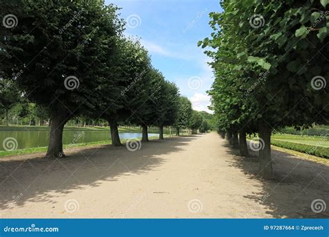 Lime Tree Alley Stock Photo Image Of Perspective Scenery 97287664