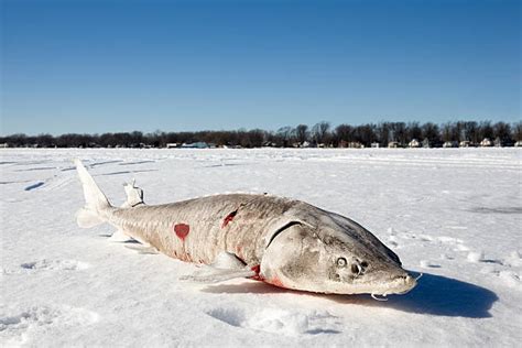 Best Lake Sturgeon Stock Photos Pictures And Royalty Free Images Istock