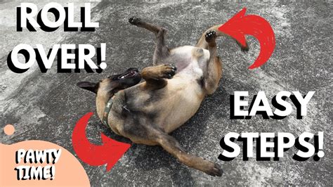 Teach Your Dog To Roll Over With 3 Simple Steps Youtube
