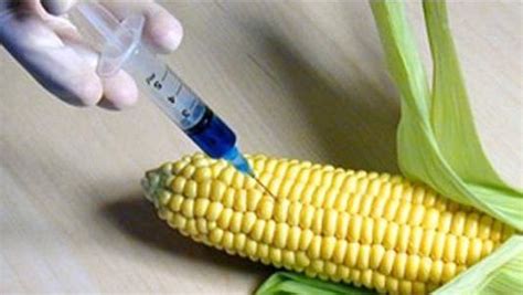 Check spelling or type a new query. Most Common Genetic Modified Foods. - Science/Technology ...