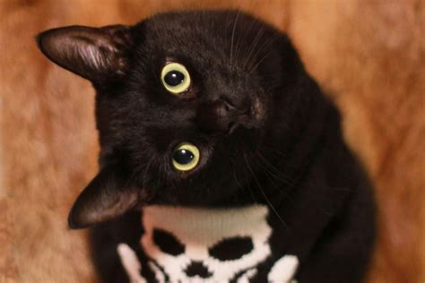 The 10 Cutest Costumed Kitties Of Tumblr