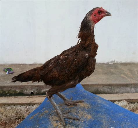 Biarlah hanya namamu yang dimuliakan di dalam jalannya ibadah kami. Ayam sabung utara: DARA & IBU TERBAIK REBAN - 100% DARAH ...