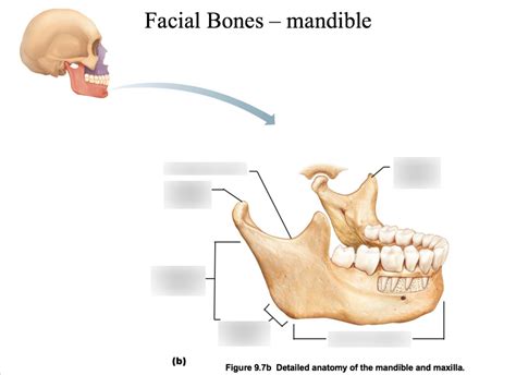 Facial Bones Mandible Diagram Quizlet