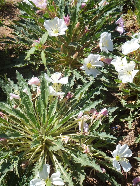 Fragrant Evening Primrose Desert Botanical Garden Harriet K Maxwell