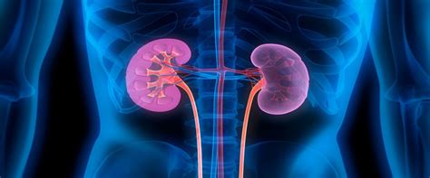 Renal cyst is a generic term commonly used in description of any predominantly cystic renal lesion. As 14 Principais Causas da Insuficiência Renal Crônica ...
