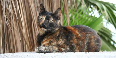 Tortoiseshell Cats → Facts Lifespan And Pictures