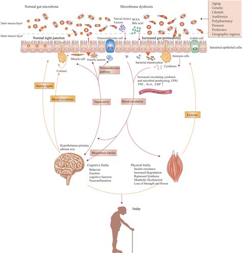 Frontiers The Roles Of The Gut Microbiota And Chronic Low Grade