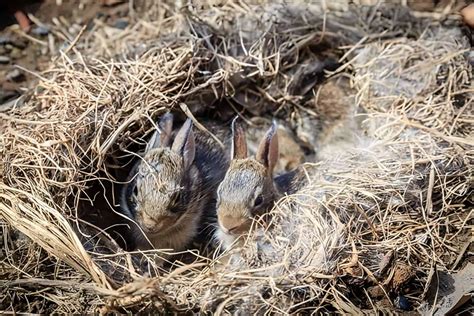 What Does A Rabbit Nest Look Like And How To Find It