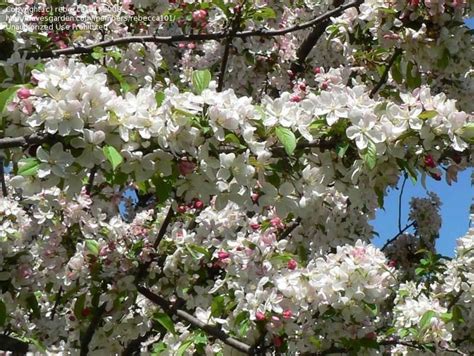 Plantfiles Pictures Flowering Crabapple Sentinel Malus By Rebecca101