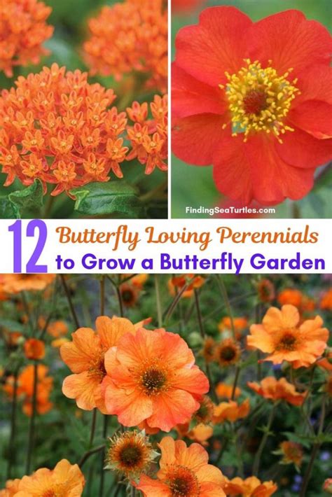 12 Perennials That Butterflies Find Irresistible
