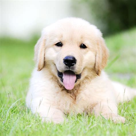 Reserve early, so you do not miss out on a perfect puppy! English Cream Golden Retriever Puppies Price - cuteanimals ...