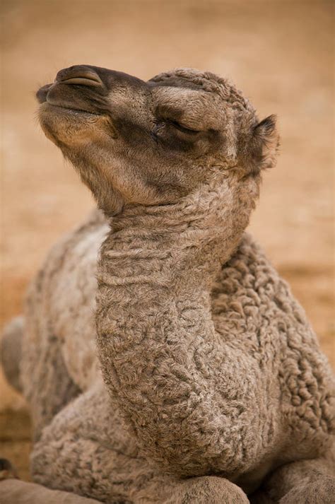 A Newly Born Camel Calf In The Jabal Photograph By Robert Van Waarden