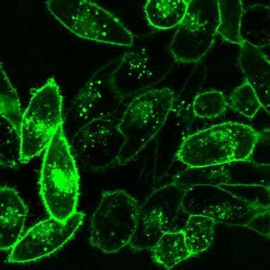 Carefully review the (m)sds below to see if it's the version you're looking for. Neuro-DiO | Biotium