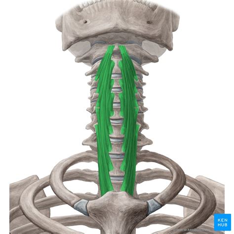 Longus Colli Muscle Musculus Longus Colli Kenhub