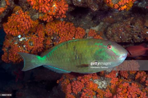Yellowtail Parrotfish High Res Stock Photo Getty Images
