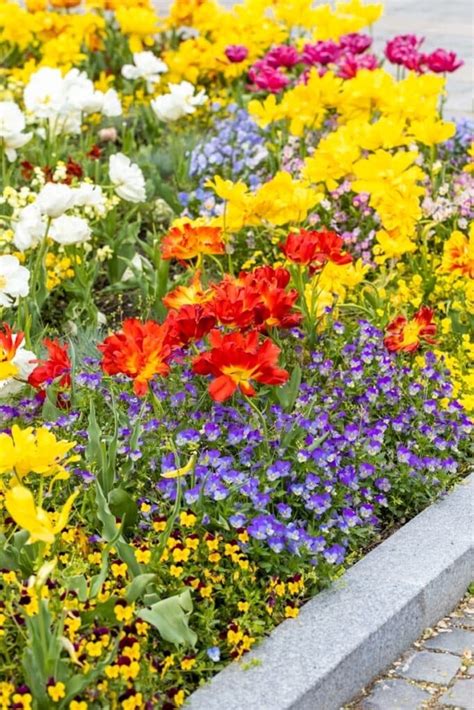 Tulpen Combineren Met Welke Andere Planten Kan Je Tulpen Planten