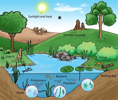 Understand Abiotic And Biotic Factors In An Ecosystem Diagram Quizlet