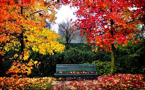 Bench In Autumn Park