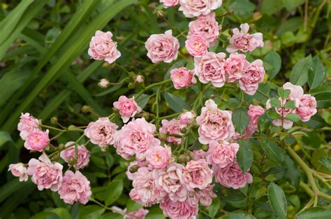 Want to play knight of the rose? Polyantha Rose | Longwood Gardens