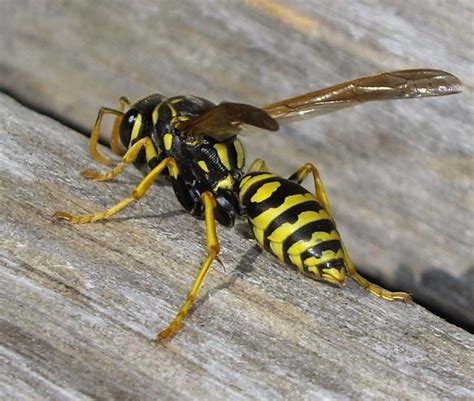 Yellow Jacket Wasp A Photo On Flickriver
