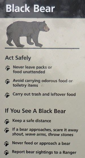 Bear Safety In Big Bend Big Bend National Park Us National Park