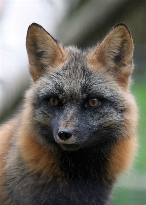 Portrait Of A Cross Fox Pet Fox Animals Beautiful Animal Companions