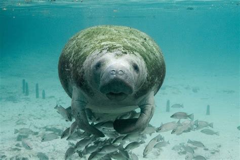 16 Marvellous Facts About Manatees Fact City