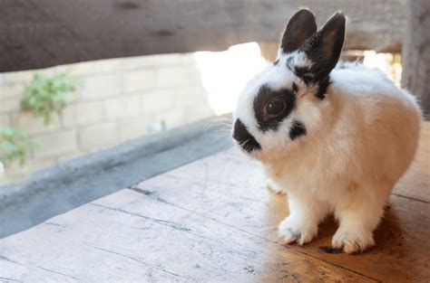 Netherland Dwarf Rabbit Top Facts And Breed Guide Rabbits Cage